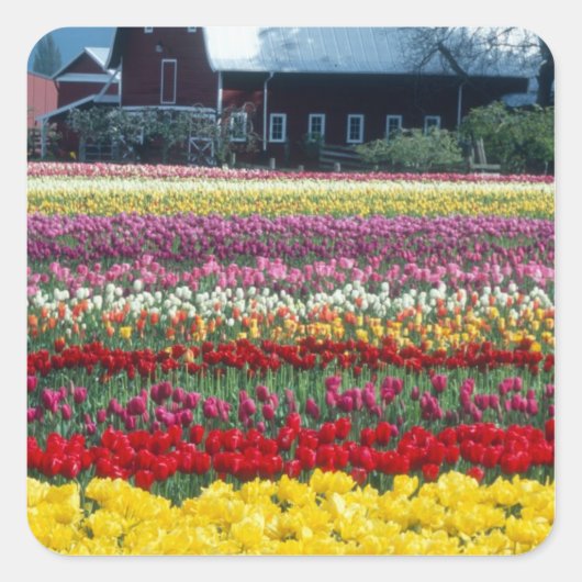 Skagit county, Tulip display garden, スクエアシール (正面)