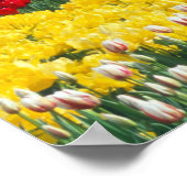 Skagit county, Tulip display garden, ポスター (角)