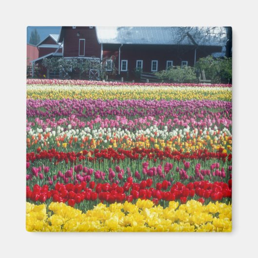 Skagit county, Tulip display garden, マグネット (正面)