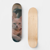 Skateboard Gato atigrado naranja con seria actitud スケートボード (正面)