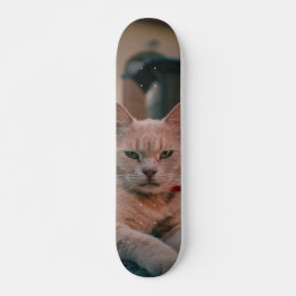 Skateboard Gato atigrado naranja con seria actitud スケートボード