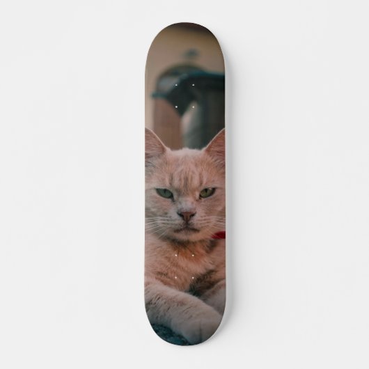 Skateboard Gato atigrado naranja con seria actitud スケートボード (正面)