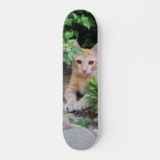 Skateboard Gato descansa atento para cazar スケートボード (正面)