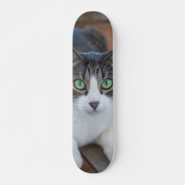Skateboard Gato gris y blanco observando スケートボード