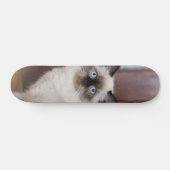 Skateboard Gato peludo de raza ragdoll スケートボード (横)