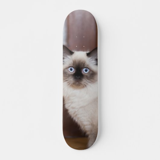 Skateboard Gato peludo de raza ragdoll スケートボード (正面)