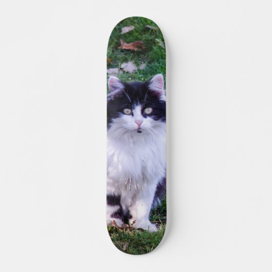 Skateboard Gato raza Maine Coon pelo largo スケートボード (正面)