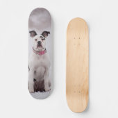 Skateboard Perro Boxer sentado en la nieve スケートボード (正面)