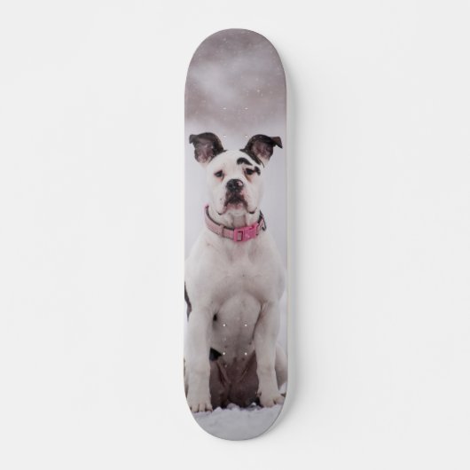 Skateboard Perro Boxer sentado en la nieve スケートボード (正面)