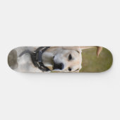 Skateboard Perro Labrador con collar vigilando  スケートボード (横)