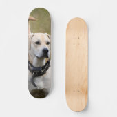 Skateboard Perro Labrador con collar vigilando  スケートボード (正面)