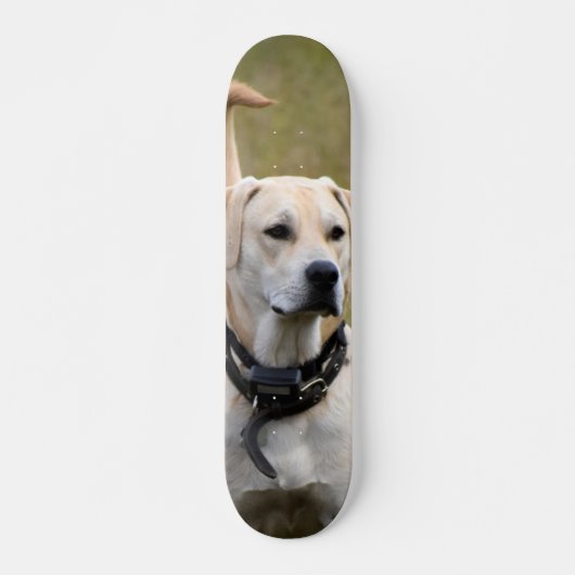 Skateboard Perro Labrador con collar vigilando  スケートボード (正面)
