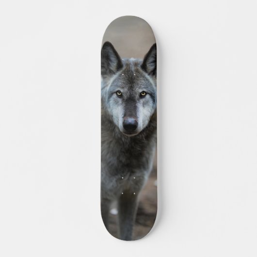 Skateboard Perro lobo salvaje depredador curioso スケートボード (正面)