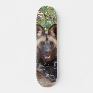 Skateboard Perro salvaje vigilando para cazar スケートボード