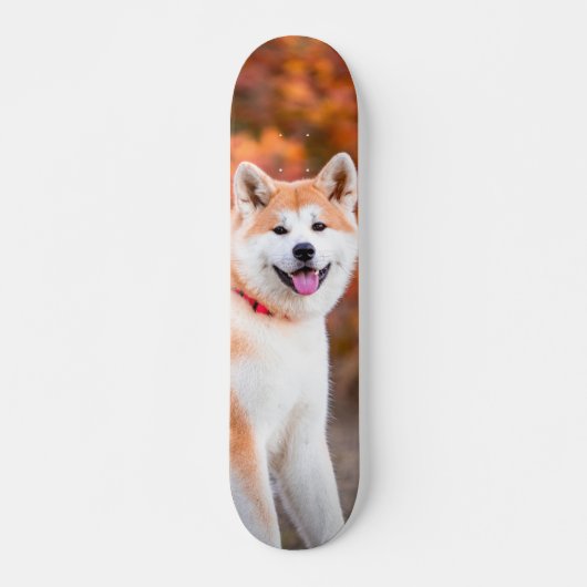 Skateboard Poderoso perro Akita japonés sentado スケートボード (正面)
