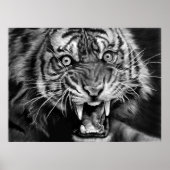 Sketch of a wild tiger in black and whiteblack,whi ポスター (正面)