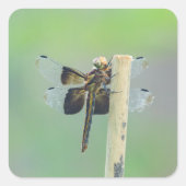 Skimmer スクエアシール (正面)