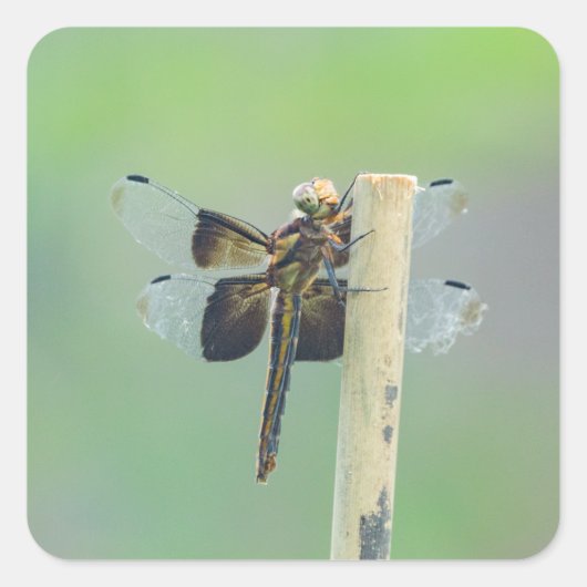 Skimmer スクエアシール (正面)