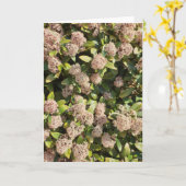 Skimmia Japonicaパークカード カード (黄色い花)