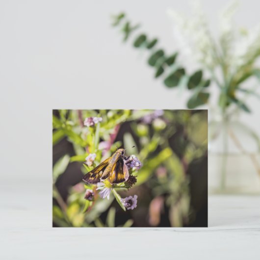 Skipper Butterfly シーズンポストカード (スタンド正面)