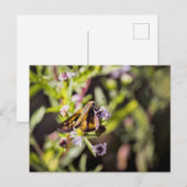 Skipper Butterfly シーズンポストカード (正面/裏面)