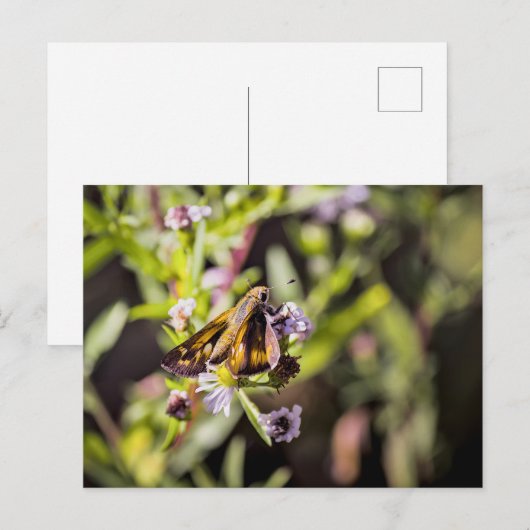 Skipper Butterfly シーズンポストカード (正面/裏面)