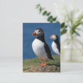 Skomerの島のツノメドリ ポストカード (スタンド正面)