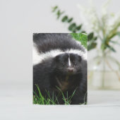 Skunkフォトポストカード ポストカード (スタンド正面)