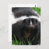 Skunkフォトポストカード ポストカード (正面/裏面)