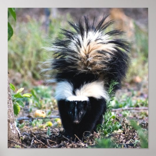 Skunk白黒 ポスター (正面)