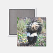 Skunk白黒 マグネット (正面/裏面)