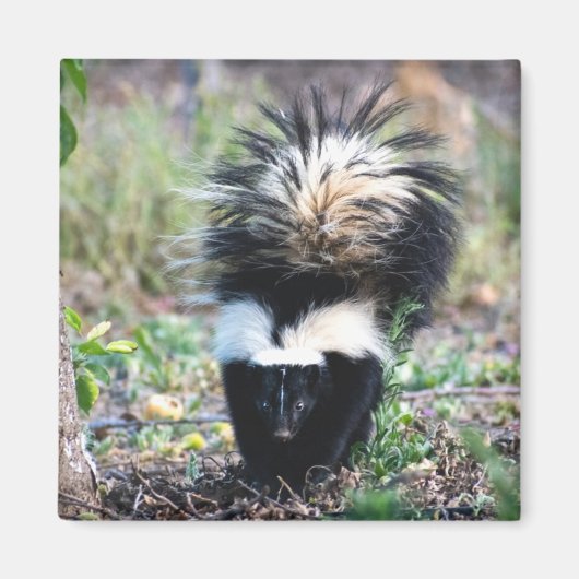 Skunk白黒 マグネット (正面)