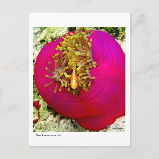 Skunk Anemone魚のはがき ポストカード (正面)