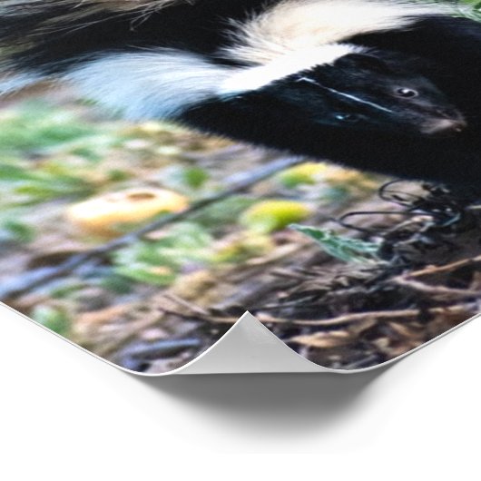 Skunk Black and White ポスター (角)