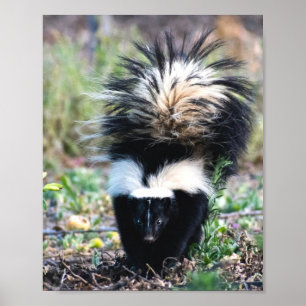 Skunk Black and White ポスター
