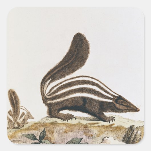 Skunk, from 'Histire Naturelle' by スクエアシール (正面)