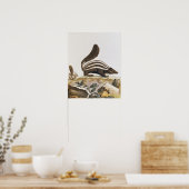 Skunk, from 'Histire Naturelle' by ポスター (キッチン)