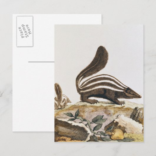Skunk, from 'Histire Naturelle' by ポストカード (正面/裏面)