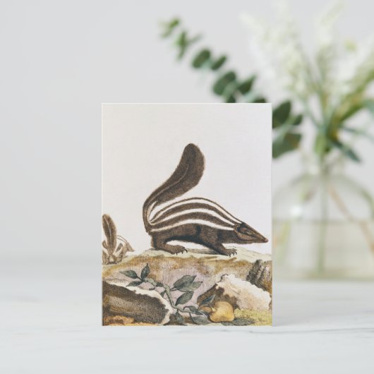 Skunk, from 'Histire Naturelle' by ポストカード (スタンド正面)