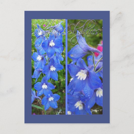 SKYBLUESブックマーク ポストカード (正面)