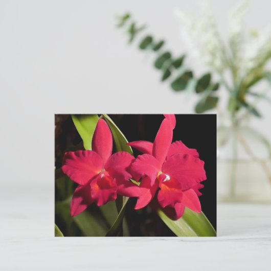 SLCMadge Fordyce 'Red Orb' AM/AOS ポストカード (スタンド正面)