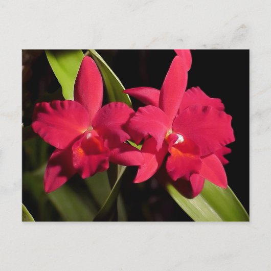 SLCMadge Fordyce 'Red Orb' AM/AOS ポストカード (正面)