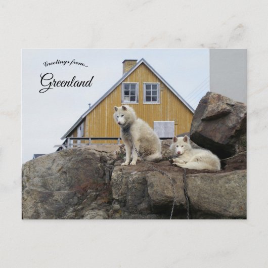 Sled Dogs in Upernavik Greenland ポストカード (正面)