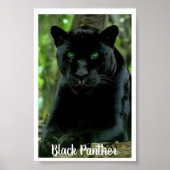 Sleek Black Panther Cat with Green Eyes ポスター (正面)