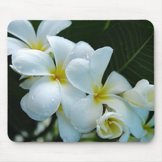 Sleek elegance: the white frangipani flower マウスパッド (正面)