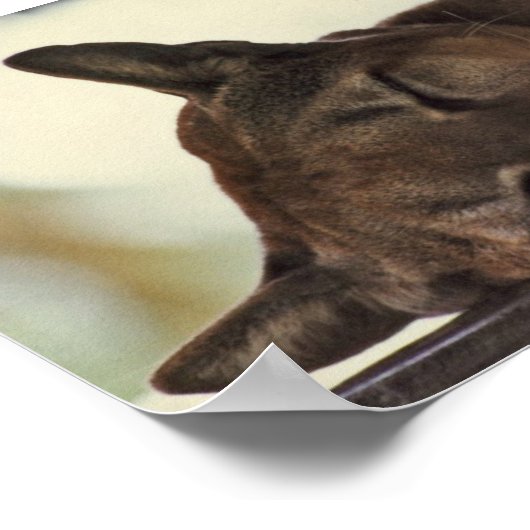 Sleeping Cougar Print ポスター (角)