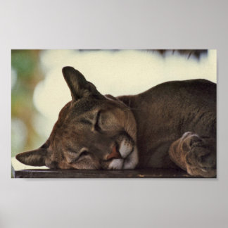 Sleeping Cougar Print ポスター