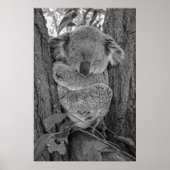 Sleeping Koala Australian Wildlife ポスター (正面)