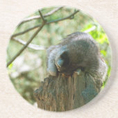 Sleeping Raccoon Stickers コースター (正面)