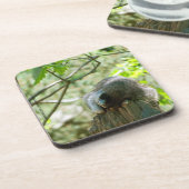 Sleeping Raccoon Stickers コースター (左側)